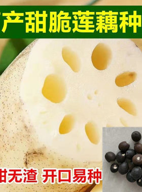 水果藕夏季脆甜荷花高产