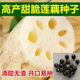 食用莲藕种子脆甜像梨一样脆甜水果藕种苗脆藕非常观赏荷花 包邮