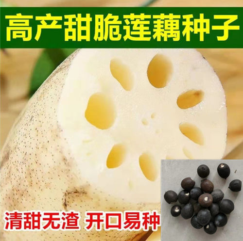 水果藕夏季脆甜荷花高产