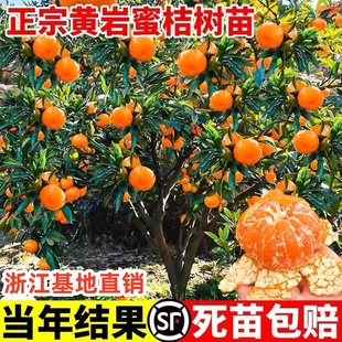 黄岩无核蜜桔苗嫁接桔子树苗甜橘子涌泉蜜桔果树苗当年结果树带土