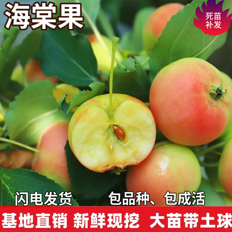 海棠果嫁接小苹果树苗南北方庭院地栽盆栽种植特大果树苗当年结果图片