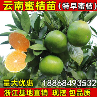 嫁接橘子苗 云南蜜桔树苗 早熟青绿薄皮桔子苗南北方种植当年结果