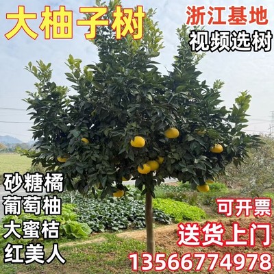 柚子树大树特大红心蜜柚苗盆地栽南北方马家柚 庭院果树种植包邮