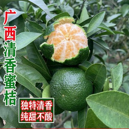 广西清香蜜桔砂糖橘树苗果树果苗当年结果南方北方果树苗桔子树苗