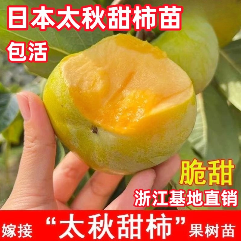 正宗嫁接柿子树苗 太秋甜柿树苗
