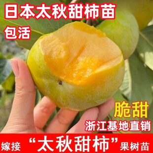 正宗嫁接柿子树苗 太秋甜柿树苗 日本甜柿苗嫁接柿子树苗当年结果