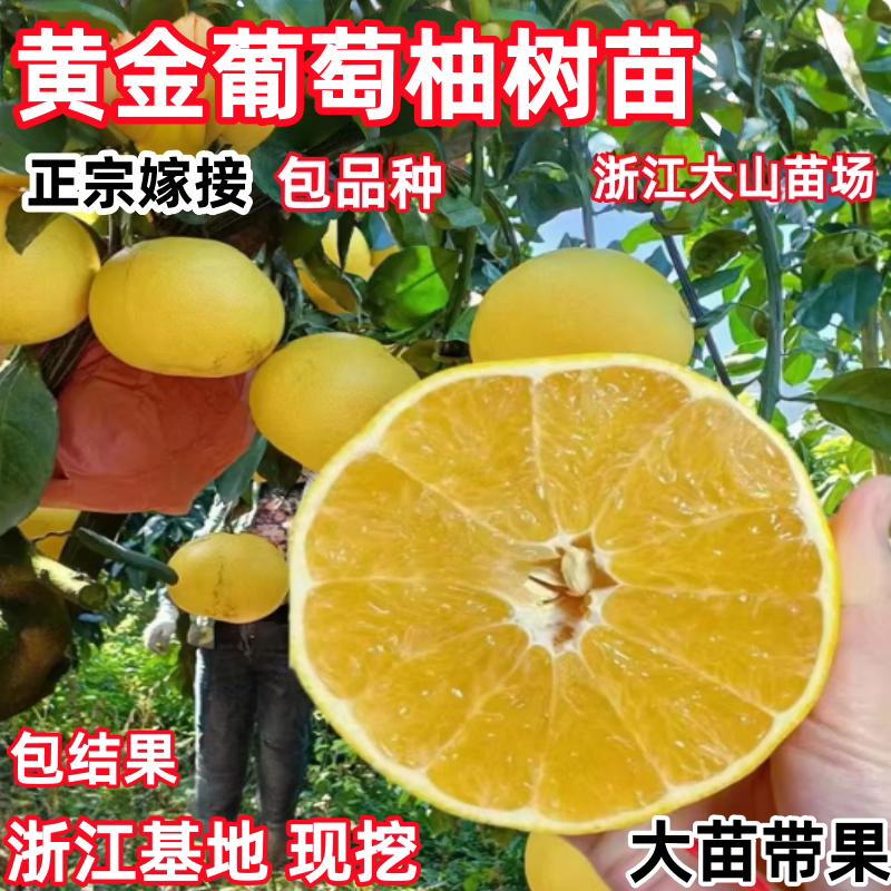 福建甜葡萄柚苗南北方庭院地栽柚子苗大树盆栽嫁接果树苗当年结果