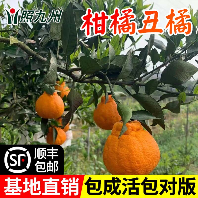 柑橘果树苗嫁接不知火苗柑橘苗丑橘苗丑桔苗丑橘树苗丑八怪桔子苗