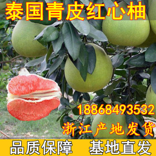 泰国青柚 金柚进口果树苗 青皮红心柚子树苗蜜柚泰国柚子苗
