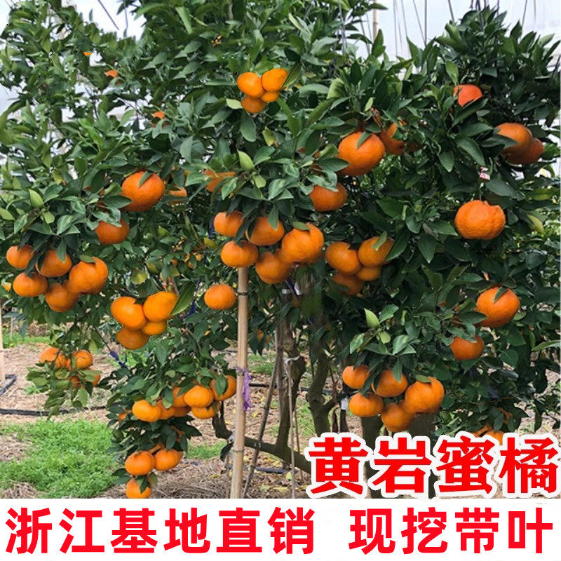 黄岩无核蜜桔苗 嫁接桔子树苗 甜橘子 黄岩蜜桔果树苗当年结果树