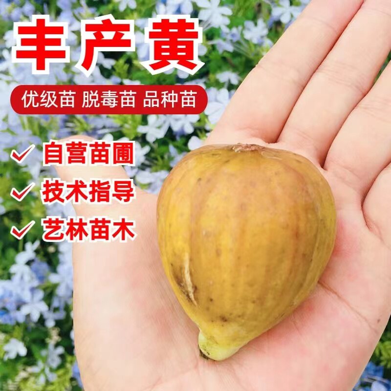 丰产黄无花果树苗南北方庭院地栽盆栽种植特大嫁接果树苗当年结果
