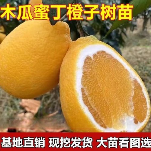 木瓜蜜丁橙苗嫁接特大地栽盆栽果树南方北方种植橙子树苗当年结果
