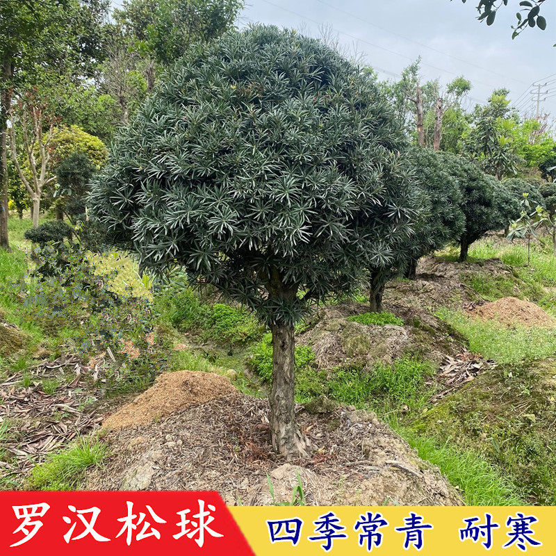 罗汉松球 有氧常绿植物 日本罗汉松树苗净化空气别墅庭院绿化植物