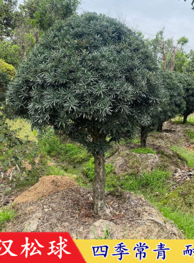 罗汉松球 有氧常绿植物 日本罗汉松树苗净化空气别墅庭院绿化植物