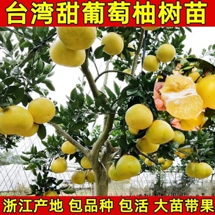 台湾甜葡萄柚苗南北方庭院地栽柚子苗大树盆栽嫁接果树苗当年结果