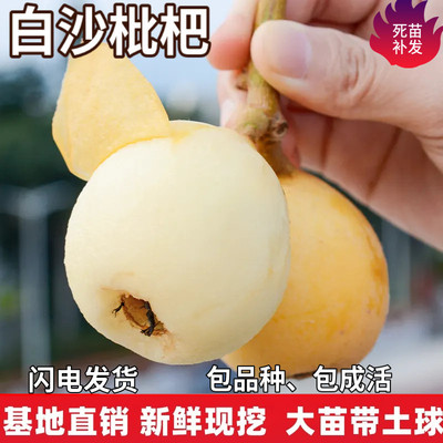 白沙枇杷树苗特大果嫁接盆栽果树庭院地栽树苗南北方种植当年结果