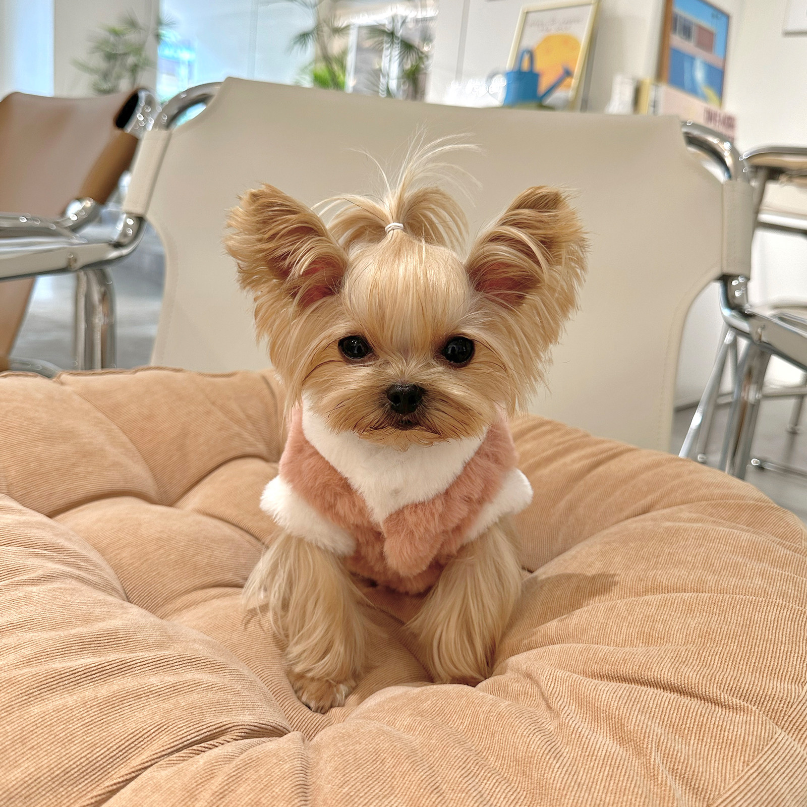 小甜粥宠物服小型犬保暖秋冬撞色皮草外套约克夏马尔济斯加绒衣服,宠物/宠物食品及用品,猫宠物服装/雨衣（新）,淘宝优惠券,粉丝福利购,淘宝优惠卷