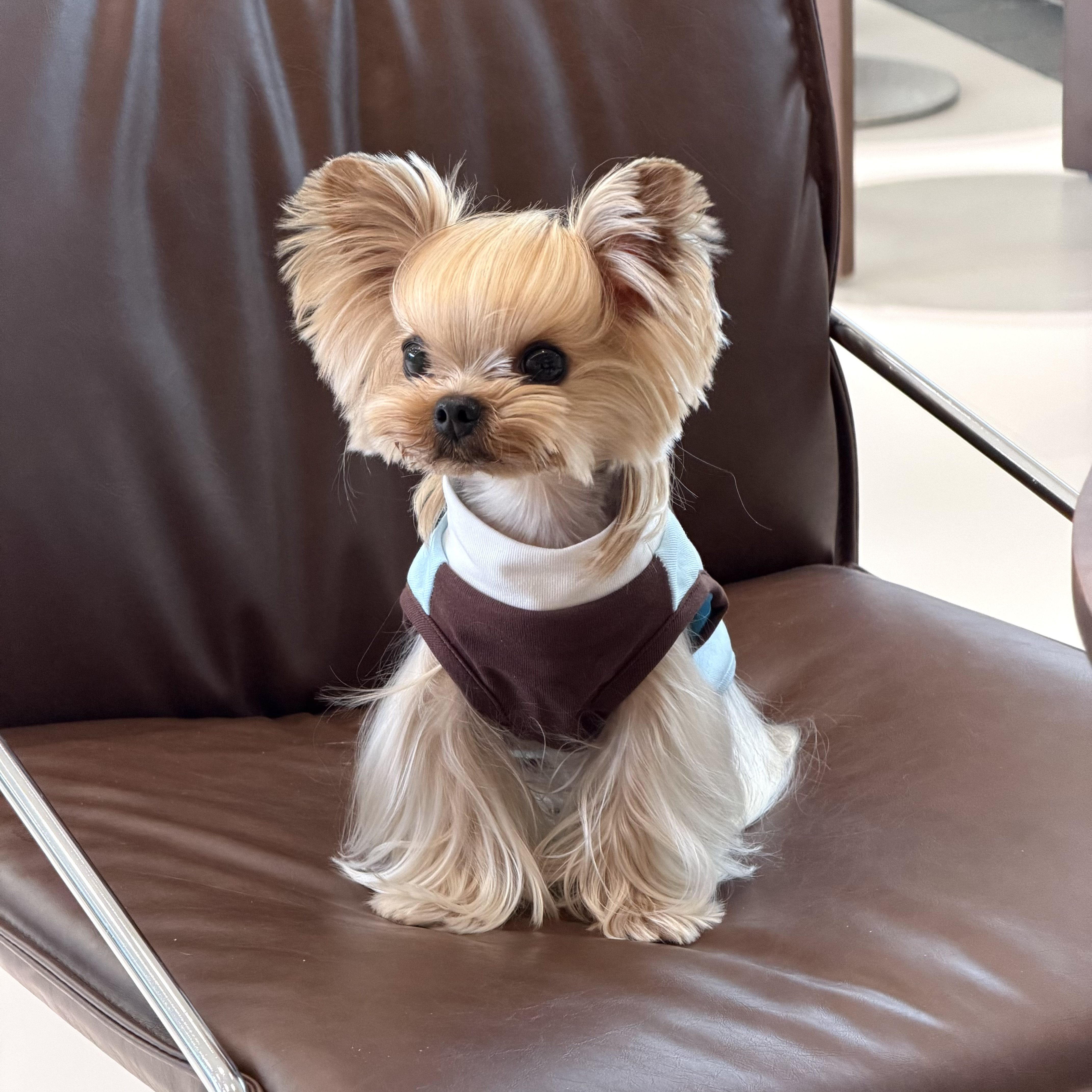小甜粥宠物服狗狗纯棉撞色弹力简约背心约克夏马尔济斯小型犬衣服