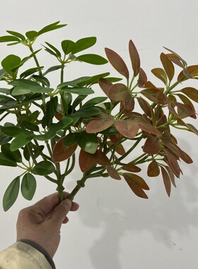 仿真七星叶鸭掌木软装小绿植把束