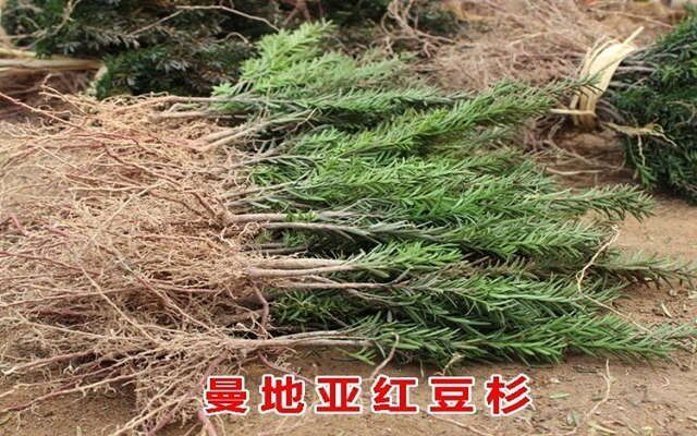 曼地亚红豆杉树苗小苗南北方苗盆桌面绿植