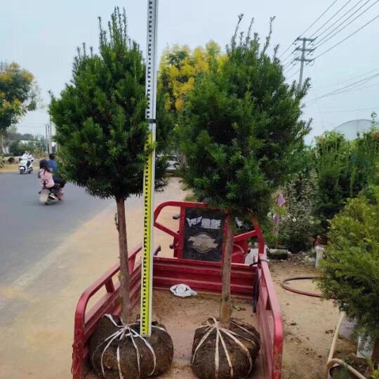 耐寒正宗东北红豆杉树苗大树绿植大型绿植/成品组合盆