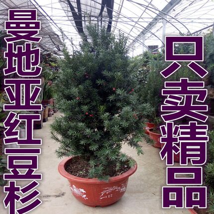 红豆杉盆景正宗曼地亚红豆杉红豆杉树苗四季室内盆栽植物