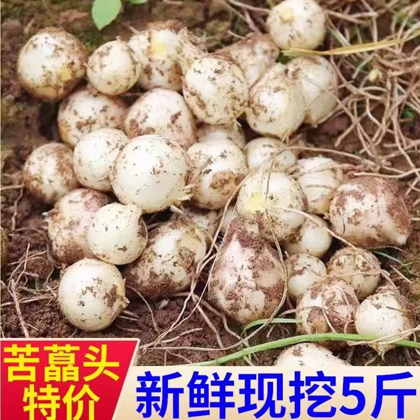 四川苦藠头小蒜薤白野生新鲜苦藠团葱藠头苦蒜团葱小蒜头农家现挖