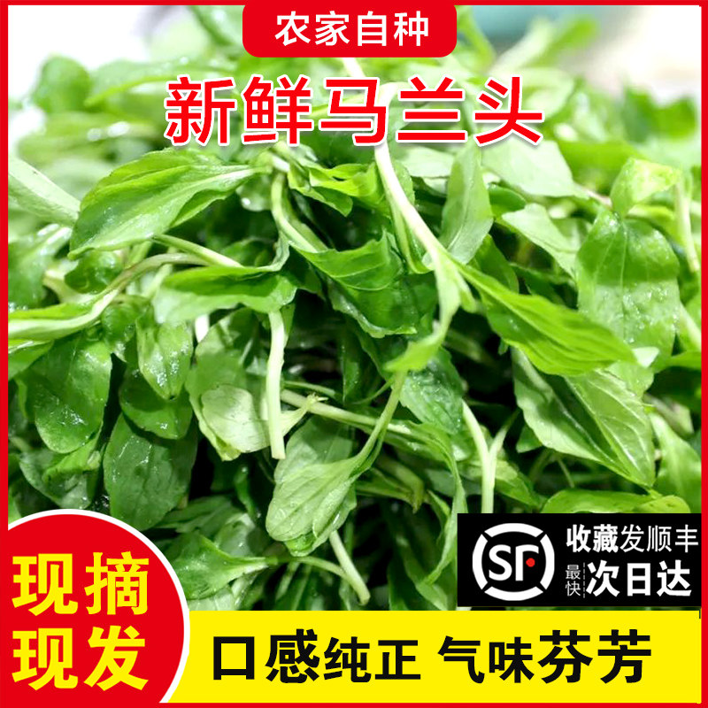 马兰头新鲜苏北农家自种当季蔬菜马兰野菜鸡儿肠野生马兰红梗凉拌
