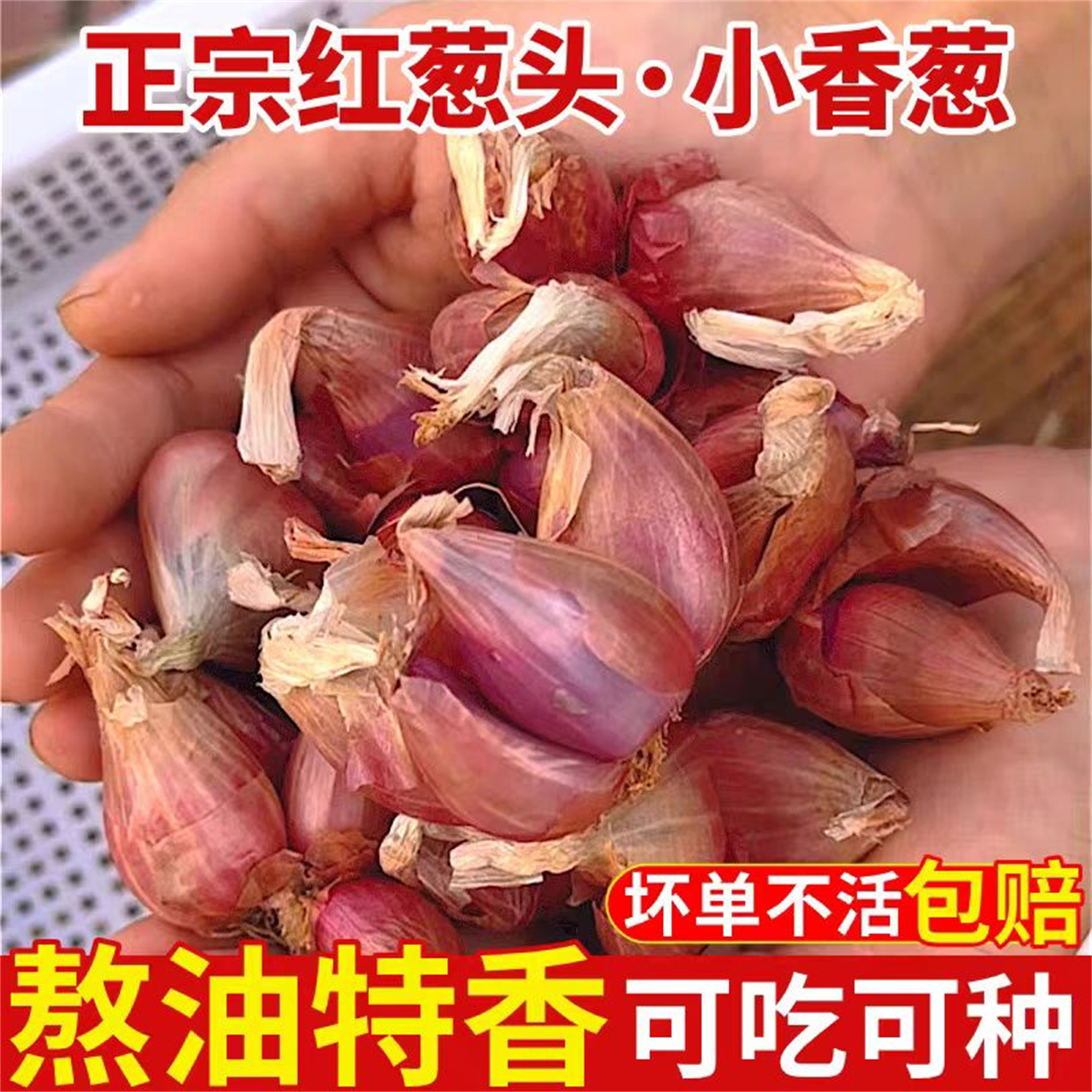 本地四季葱头种红葱头