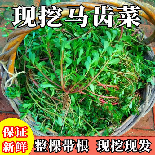 顺丰苏北马齿苋新鲜野菜食用马刺菜马齿笕现摘现发时令蔬菜马苋菜