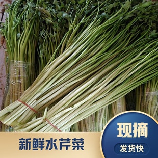 高品质苏北水芹菜新鲜野芹菜时令蔬菜净菜农产品野菜当季江苏水芹