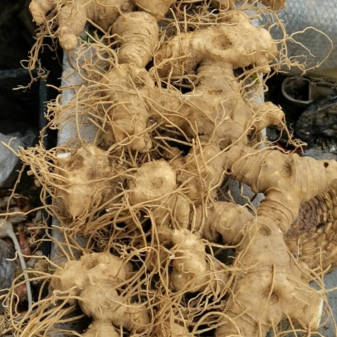 贵州多花花黄精小户种植别名老虎姜鲜品出售中老皆宜食用