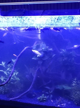 DOGFISH水族灯水草灯水晶夹灯海水补光灯鱼缸纯蓝灯