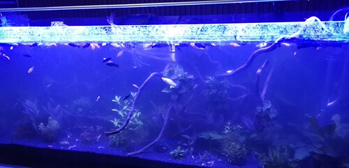 DOGFISH蓝色水族灯补光灯鱼缸