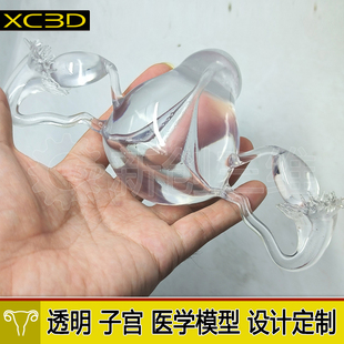 透明子宫宫卵巢医学教学教具3D打印医疗心脏肺部胃部肝脏肾脏定制