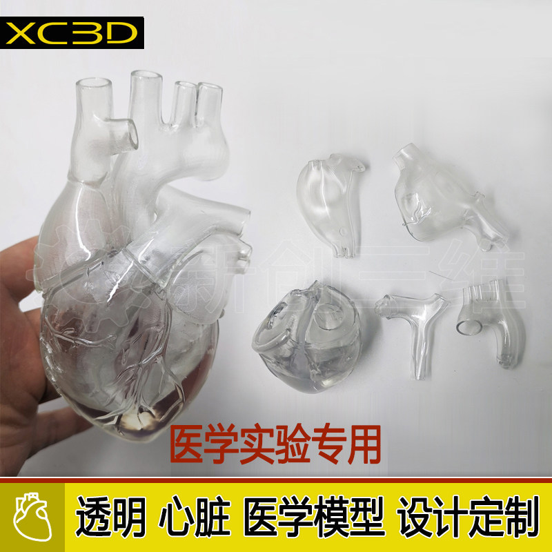 1:1标准人体透明可拆装通用心脏模型教学仿真医学定制左心房模型 - 实物图