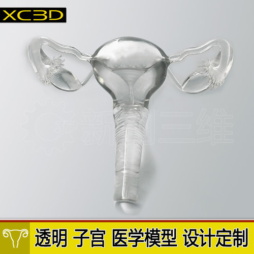 3D打印透明子宫卵巢教学定制