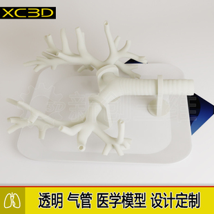 支气管镜训练模型5级透明支气肺管内镜练习肺叶肺部教具结构定制