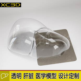 透明肝脏3D打印医疗医学教学教具大脑肝脏肺部胃气管心脏肾脏定制