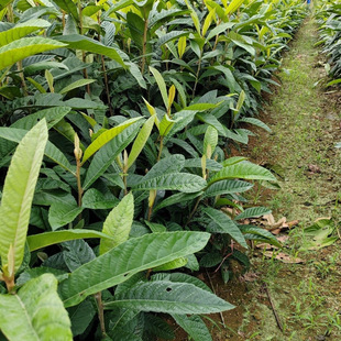 枇杷树苗未嫁接枇杷小苗枇杷砧木1-2年苗嫁接用实生苗