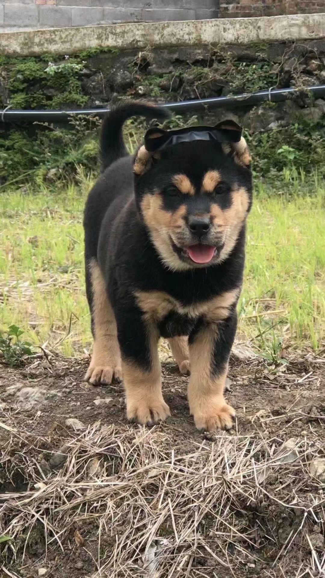 纯种中华田园犬广西土猎犬大头虎斑打猎犬活体幼犬土狗串串狗包邮
