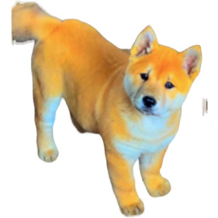 纯种中华田园犬广西土猎狗柴犬大头虎斑犬五黑狗幼犬宠物狗狗活体