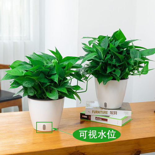 可视水位绿萝新房美化家居