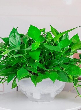 大叶绿萝盆栽室内长藤花卉植物大盆绿箩新房净化空气吊兰水培绿植