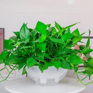 大叶绿萝盆栽室内长藤花卉植物大盆绿箩新房净化空气吊兰水培绿植