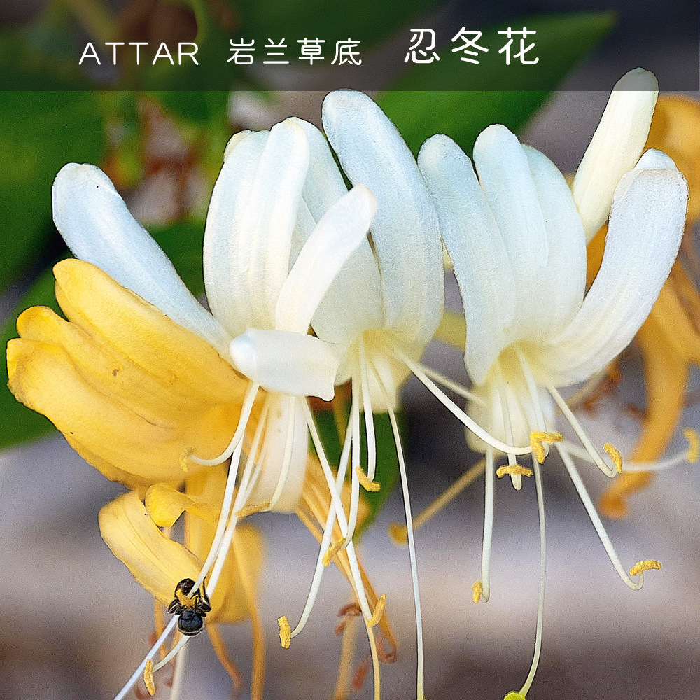 忍冬花精油 忍冬花-岩兰草精油 印度attar低温蒸馏 金银花精油