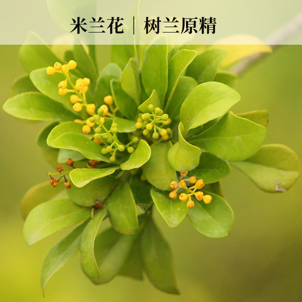 【若水】米兰花树兰原精精油 印度  鲜雅如兰 馥香似桂