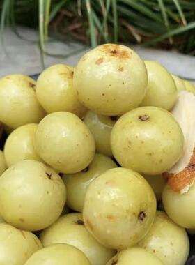 云南个旧李明泡橄榄滇橄榄云南特产水泡余甘子650g/瓶泡水果