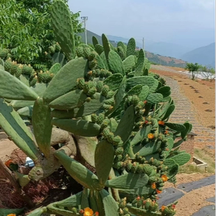 云南原生态野生仙人掌盆栽食用可吃可种植药用美容外敷绿色植物