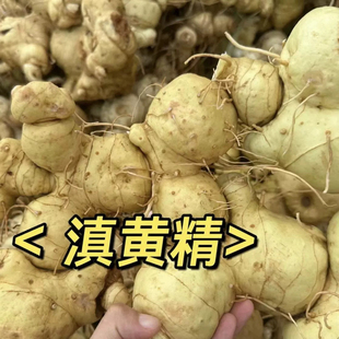 云南新鲜滇黄精纯正原生态天然黄精中药材炖汤泡酒滋补食材